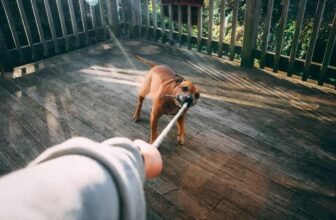 What Are the Must-Have Essentials for a New Dog?